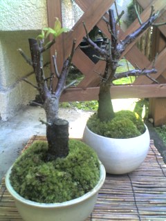 盆栽に苔を張る